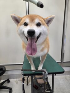 天(てん)くんのトリミング写真