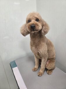 レオンくんのトリミング写真