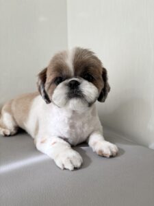 ゆずちゃんのトリミング写真