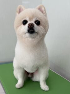 10月5日のわんこたちの写真