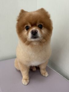10月6日のわんこたちの写真
