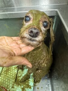 れおんくんのトリミング写真