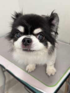 ココくんのトリミング写真