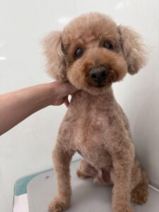 コロくんのトリミング写真