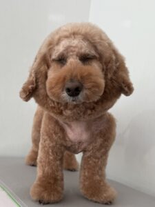 10月12日のわんこたちの写真