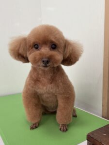 ニコルちゃんのトリミング写真
