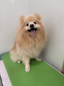 ひなたくんのトリミング写真