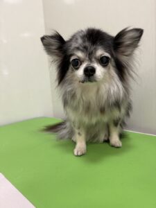 サニーちゃんのトリミング写真