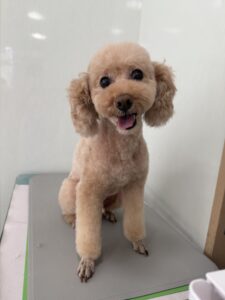 パルムくんのトリミング写真