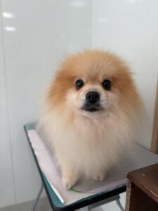 きなこちゃんのトリミング写真