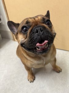 キングくんのトリミング写真