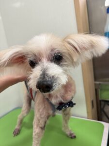 姫(ひめ)ちゃんのトリミング写真