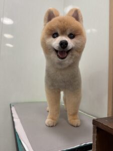 こじろーくんのトリミング写真