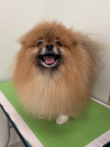 風(ふう)くんのトリミング写真