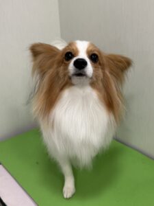 そらくんのトリミング写真