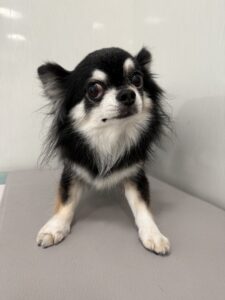 ココアくんのトリミング写真