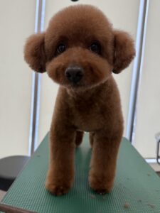 李(もも)くんのトリミング写真