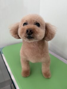 10月27日のわんこたちの写真