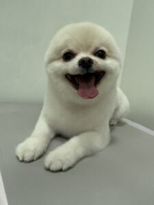 おもちくんのトリミング写真