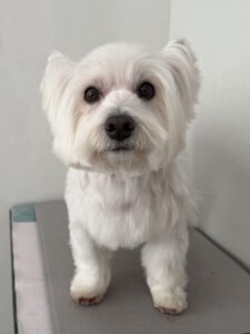 ロコちゃんのトリミング写真