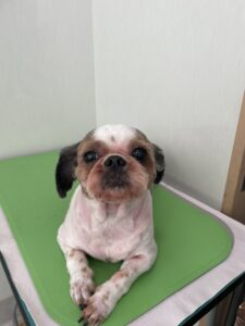 プリンちゃんのトリミング写真