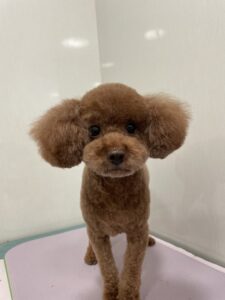 シフォンくんのトリミング写真