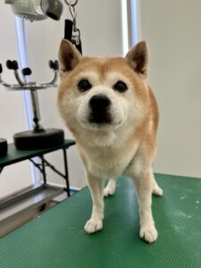 10月1日のわんこたちの写真