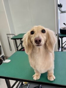 ニコちゃんのトリミング写真