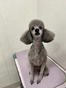たけ丸くんのトリミング写真