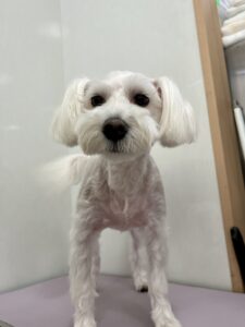 10月7日のわんこたちの写真