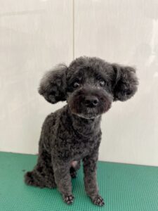 ちょこちゃんのトリミング写真