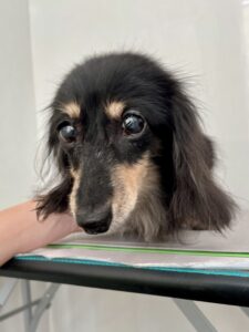 ビッケちゃんのトリミング写真