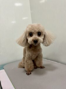 ぼうやくんのトリミング写真