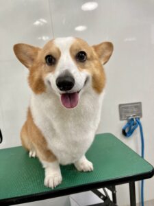 10月11日のわんこたちの写真