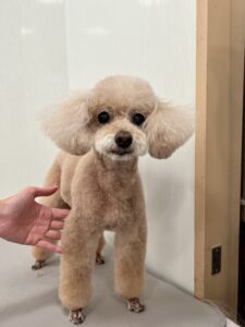 10月14日のわんこたちの写真