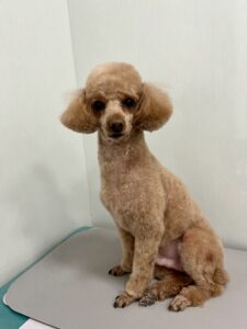 メイプルくんのトリミング写真