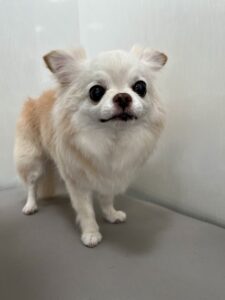 10月15日のわんこたちの写真