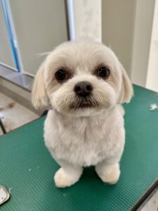 ちゃちゃちゃんのトリミング写真
