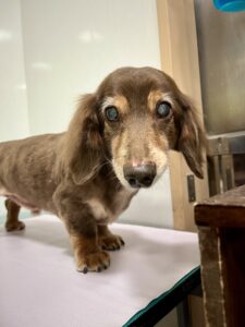 マメぞうくんのトリミング写真