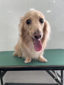 てんくんのトリミング写真