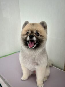 10月17日のわんこたちの写真