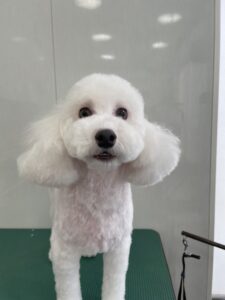 アランくんのトリミング写真
