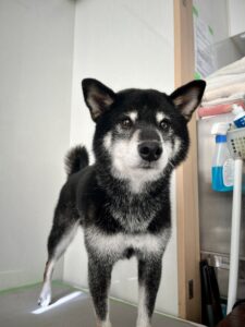 ラッキーくんのトリミング写真