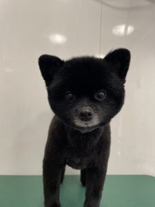 ジッポくんのトリミング写真
