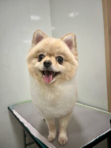 チョロちゃんのトリミング写真