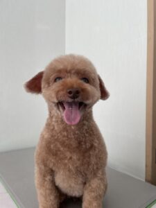 プティちゃんのトリミング写真
