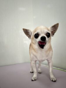 ままちゃんのトリミング写真
