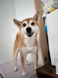 リクくんのトリミング写真