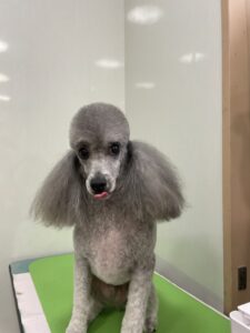 ラルゴくんのトリミング写真