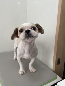 10月13日のわんこたちの写真